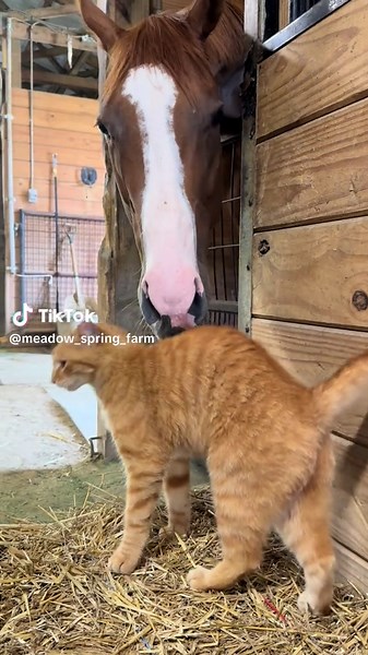 Meadow Spring Farm on TikTok