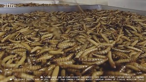 Bugs promote a sustainable diet that is better for you and better for the environment. Bug Protein aka Brotein for the win! Via ATTN: | United Nations Biodiversity