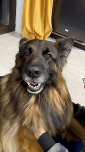 Happy cuddle time #germanshepherd #doglife #Lovely #dog #cuddle | EVO the German Shepherd