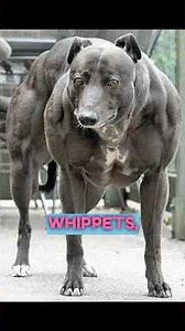 Bully whippet 🦍💪Credit - @animalplanet ➖➖➖#whippets #whippet
