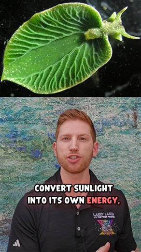 Slug That Does Photosynthesis Like a Plant!
