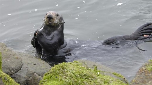Sea otters use tools, too. Now scientists look at their 'archeology'