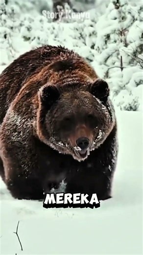 Bagaimana beruang berhibernasi? #shorts #animals #faktaunik