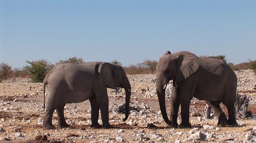 planet schule: Tiere der afrikanischen Savanne · Das kleine 1x1 der Artenkunde