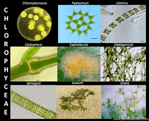 Chlorophyceae - Alchetron, The Free Social Encyclopedia