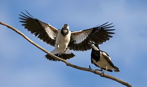 Female Birdsong Is Finally Getting the Attention It Deserves