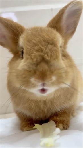 Meet the Tiniest Lion King!👑🦁Fawn Dwarf Bunny Munching#shorts#asmr #rabbit #bunny #crunchy #うさぎ