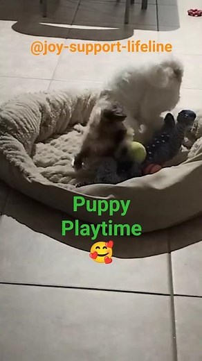 National Dog Day! Cute shih-poo puppy plays with toys.