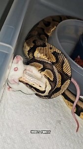 97K views · 1.2K reactions | King python catch a white mouse #python #mouse #feeding #snake #mice #rat #insects | Insect Forest | Facebook