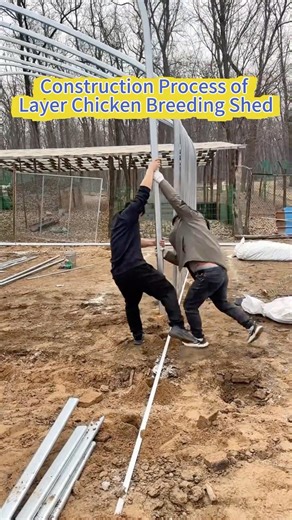 Construction Process of Layer Chicken Breeding Shed🐔🐥 #greenhouse #layer #livestock #installation