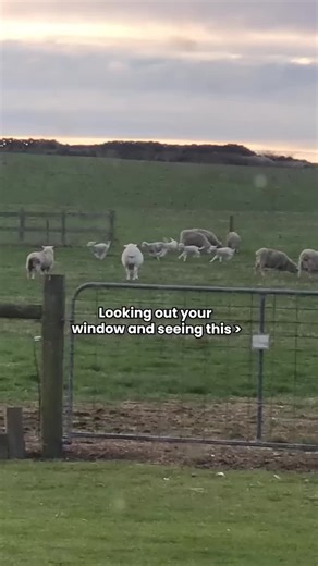 Observing a Peaceful Farm Life from Your Window