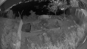 Our security cameras caught two bobcats in our backyard in the early morning hours screeching at each other. Pretty crazy, there is so much wildlife in the Hollywood Hills! Be sure to turn your volume up. | Cathey Michelle Painter