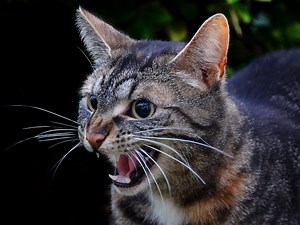 Understanding Your Cat’s Aggressive Behavior