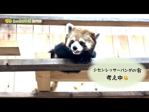 【東山動植物園公式】休園日の令《 シセンレッサーパンダ レッサーパンダ 》
