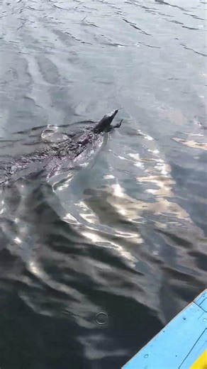 menuju spot betok #mancing #fishing #mancingbetok #spotmancingbetok #mancingcirata #spotwadukcirata