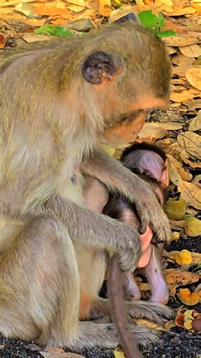 A beautiful mother and the cutest baby monkey in the world. ( Ep 72 ) [ #monkey ].