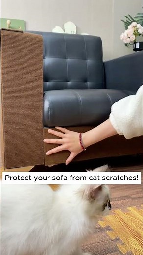 The Secret to a Scratch-Free Sofa for Cat Owners