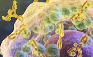 Medical Animation: Poison Ivy