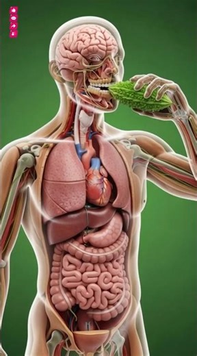 What Happens Inside Your Body When You Eat Bitter Melon? | 3D Animation #guthealth #3danimation