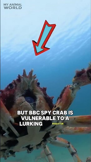 The Ocean’s Silent Killer: Stingray’s Hunt for 50 Crabs a Day! #Stingray #CrabBattle #MarineLife