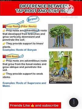 prop roots and stilt roots#biology #lucentscience #lucentbiology # ncert