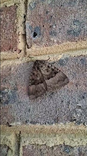 The Death's Head Moth Is Actually Terrifying #nature #wildlife #scary #youtubeshorts #youtube #yt