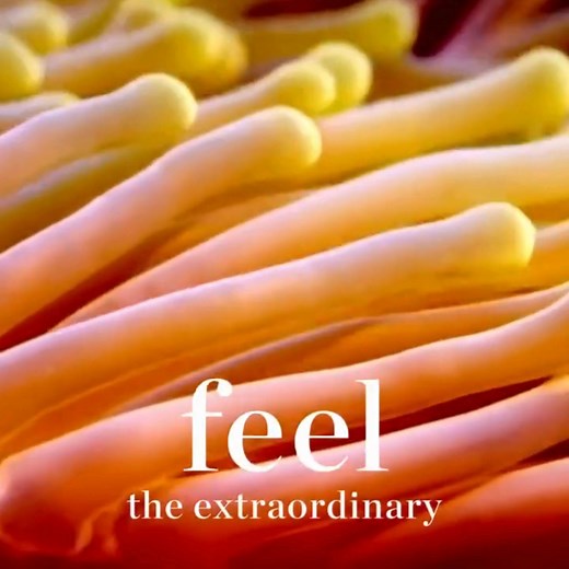 Introducing the all-new NH Collection Maldives Reethi Resort, the latest jewel from Minor Hotels’ NH Collection, where timeless island beauty echoes across the horizon. Nestled within the UNESCO Biosphere Reserve of Baa Atoll, this brand-new sanctuary features 105 luxurious villas — from serene beachfront retreats to iconic overwater escapes — each designed to bring you closer to nature, without compromise. Feel the Maldives. Feel the Extraordinary! | NH Collection Maldives Reethi Resort