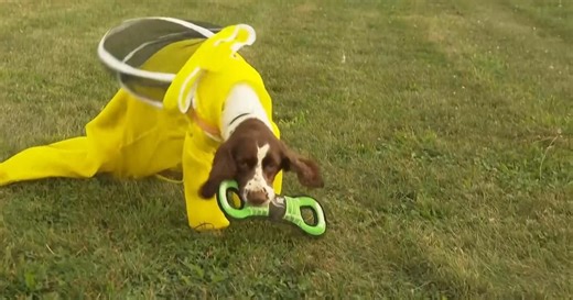 News Quiz:September 4, 2025 Season 41 Episode 1