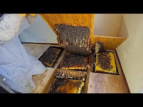 Biggest Hive We've Discovered in Years — Over 100,000 Bees Inside!
