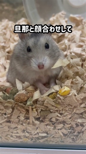 飼い主の気持ちを揺さぶるハムスター