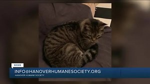 Paws for Pets: Socks (talkative girl, enjoys being with people)