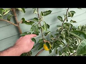Training an Espalier Apple tree