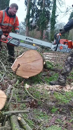Chainsaw Comparison: MS881 vs 592XP
