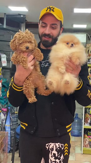 ‏Toy poodle or toy pomeranian ? #petbyut #poodle #pomeranian #dog | toy poodle