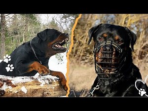 4 Reasons Rottweilers Can Turn Aggressive