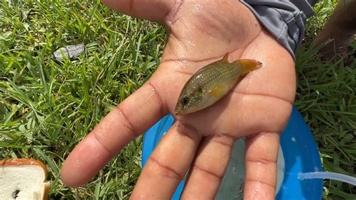 How to make a simple fish trap at home