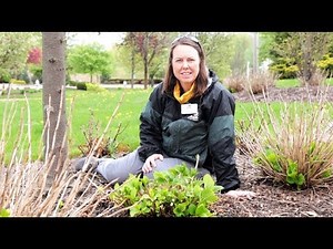 PETITTI How to Prune and Fertilize a Macrophylla Hydrangea
