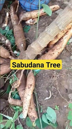 Sabudana Tree | Tapioca #hobbyfarming #rooftopgarden #gardeningideas