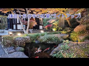 鎌倉・長谷寺の紅葉(ライトアップ)