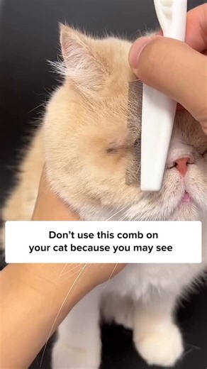 19K views · 1.5K reactions | Get this Flea Comb today to remove fleas easily! ✨ Comment “Comb” and I’ll DM the  to you instantly! Or simply search Flea Comb on our site ✨ | Cuddles & Meow | Facebook