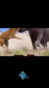 Hippopotamus grabbed the lion s head and Tibetan | eltrece- Los Ángeles de la mañana