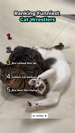 Ranking Funniest Cat Wrestlers!