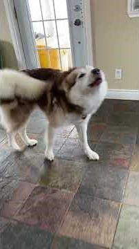 The Malamute-Human Dictionary: Decoding Their Language #dogtalk #malamutelovers #dogplaying