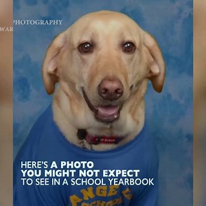443K views · 7.8K reactions | Schools across the country have been featuring the photos of a few extra-special staff members: service dogs. https://fxn.ws/2Mn0xt6 | Fox News | Facebook