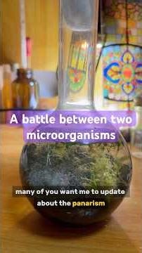 Special episode: A battle between two microorganisms🤺 #viralshort #microscope #experimnent #biology