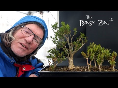 Pruning My Boxwood Forest, The Bonsai Zone, Jan 2026
