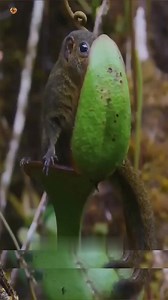 2.9K views · 31 reactions | ang hayop na may sariling inidoro sa kalikasan! #Colugo #PitcherPlant #NatureFacts #WeirdNature #NaturalToilet #AmazingDiscovery #WildlifeSecrets | Kuya Mon Stories | Facebook