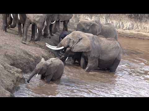 Elephants Crossing the Mara River 9/6/2017 Mara Triangle