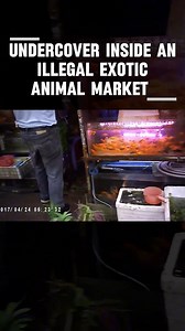 777K views · 9.3K reactions | Finding illegal animals inside exotic animal market | Forrest Galante | Facebook