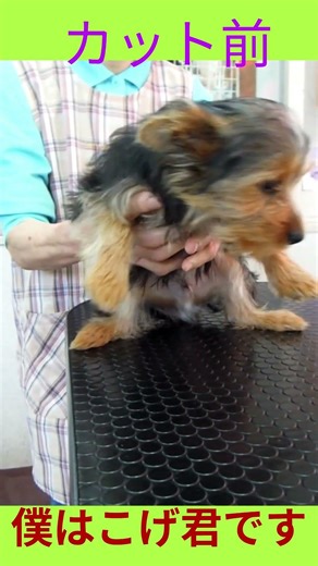 こげ君じっとしてくれ！ #ヨーキー#子犬#ヨークシャーテリア #pets
